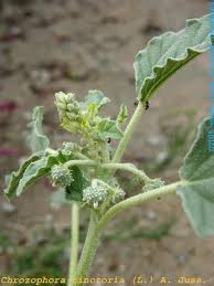 Image result for Chrozophora