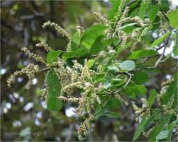 Drink it twice a day. Neermaruthu Arjun Tree Terminalia Arjuna Cure For Heart Diseases