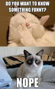 Cat avatar suit for every character to describe the moment. Funny Cat Memes Best Cute Kitten Meme And Pictures