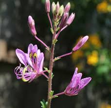 Image result for Cleome iberidella