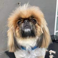 Welcome to groomingdale's and we hope you will find, in us, a lifetime stylist for your beloved pet. Groomingdales Of Pietermaritzburg Home Facebook