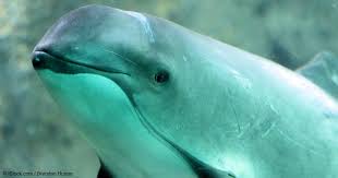 The vaquita is down to just 60 individuals in the gulf of california, and mexico's temporary ban on the use of gill nets isn't enough to save them. Call To Action Vaquita Nears Extinction But There Is Still Hope
