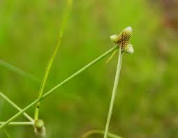 Image result for Lipocarpha