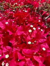 Image result for Erythrina sacleuxii