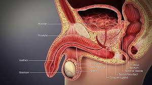 Inferior part of the pleura 5. 18 3 Structures Of The Male Reproductive System Human Biology