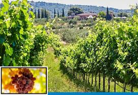 Then the grower must wait for a few years for the vines to produce fruit. How To Grow Cotton Candy Grapes Arxiusarquitectura