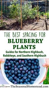 Broadening the gene base by using. The Best Blueberry Plant Spacing For Your Garden Northern Highbush Rabbiteye And Southern Highbush G Blueberry Plant Blueberry Gardening Growing Blueberries