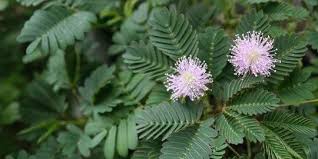 Daun pokok dukung anak jenis majmuk bipinat. Macam Macam Tanaman Obat Untuk Tipes Aman Dan Mudah Ditemukan Merdeka Com