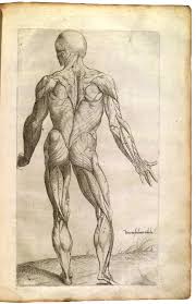 It's all kind of tipping back and forth for balance and for, you know, the muscles to pull against the skeleton. Outline Of Human Anatomy Wikiwand