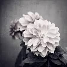 Black And White Flower Canvas Wall Art Prints Of Flowers Dahlia Print Modern Flower Print Black White Flower Wall Art Living Room Decor Nature Print Dahlia Black And White Flowers Flower Wall Art Flowers Photography