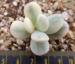 The full name is cotyledon orbiculata oblonga variegata. Custom Pre Order Cotyledon Orbiculata Oophylla Variegated Zying