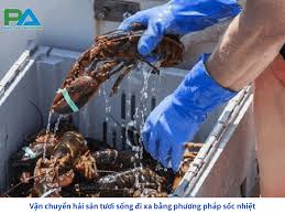 Cách Vận Chuyển Hải Sản Tươi Sống - Vận Chuyển Phước An