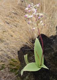 Image result for Hyacinthaceae
