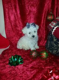 Check spelling or type a new query. Maltipoo Puppies For Sale In Texas Cantocronica
