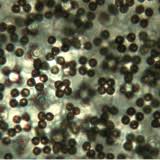 Image result for Merulius incarnatus