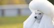 Poodle Breed Information - Vetstreet
