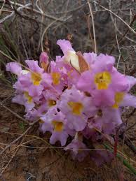 Image result for Harveya