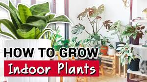 All plants require light for photosynthesis, the process within a plants require this energy in order to grow, bloom and produce seed. How To Grow Indoor Plants Ace Hardware Youtube