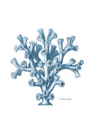 Blue Sea Flower Coral Wedgwood Blue Art Print Coral Reef Decor 8 X 10 Nautical Print Vintage Natural History No Coral Art Blue Coral Art Blue Art Prints