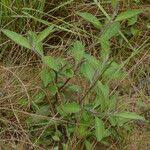 Image result for Schwenckia