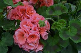 Geranium Classic Salmon Geraniums Flowers Perennial Plants