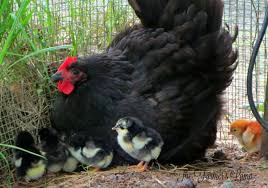 Maybe you would like to learn more about one of these? Black Australorp Breed Profile Backyard Poultry