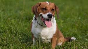 Puppyfinder.com is secure, simple and efficient way to find a puppy, sell a puppy or addopt dogs via internet. Basset Hound Beagle Mix Bagle Hound Breed Info Puppy Costs More