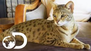 Welcome to kittenads.co.uk, the uk's best online selling platform for cats and kittens. The Savannah The Largest Domestic Cats In The World Cats 101 Youtube