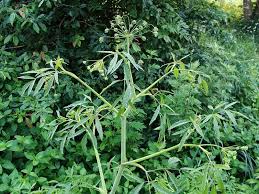 ドクゼリ 毒芹 時期 見分け方 毒性 中毒症状 山菜図鑑