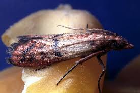 Image result for "plodia interpunctella"