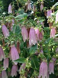Garden Answers Plant Identification Plant Identification Campanula Punctata Plants