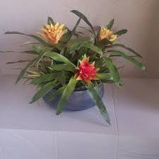 Maybe you would like to learn more about one of these? Silk Plus Inc Silk Plus Inc
