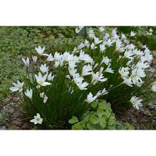 Image result for Zephyranthes candida