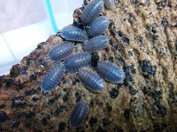 Isopods In The Bioactive Enclosure Josh S Frogs How To Guides Woodlice Small Lizards Bugs And Insects