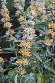 Pin On Plants I Like