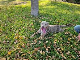 REUNITED!!‼️Lost pit mama william cannon plz let me know if yall know her  parents