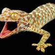 Tokay gecko