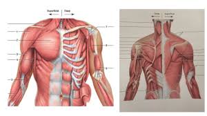 The chest muscles are a group of muscles that make up the upper thoracic region, and they provide the shape that human chests have. Chest Arms And Back Muscles Diagram Quizlet