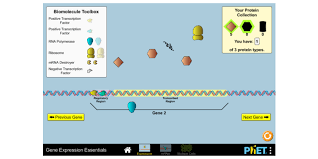 Mutation 2 what does dna affect 3 without mutations ws answer key course hero, mutations. Gene Expression Essentials