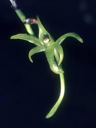 Image result for Angraecum calceolus