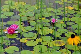 Since the creek at the back of our house was cleared of water lily last february, it is still pretty much clear and without growth. Water Lily Buying Growing Guide Trees Com