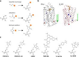 They have single domain binding sites (vhh), and do not contain ch1 domains or light chains. Https Pubs Acs Org Doi Pdf 10 1021 Acs Chemrev 6b00084