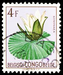 Image result for Nymphaea maculata