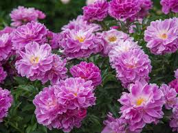 Flowers have 4 upper lobes and 1 lower lobe. 10 Foolproof Perennial Plants For The Northeast U S