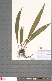 Image result for Loxogramme latifolia