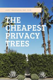 A row of fast growing evergreen trees for privacy or fast growing privacy shrubs can become a living privacy fence that blocks noise, reduces air pollution, slows the wind, and, most noteworthy, hides an unwanted view. Cheap Privacy Trees You Can Buy Online Today Just Trees Online
