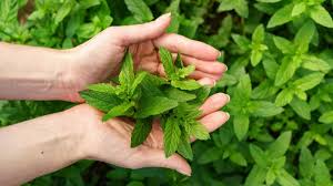 Daun mint yang ditumbuk dan diolah dengan minyak zaitun terus ditambah sedikit air, bisa dimanfaatkan untuk eksfloiasi kulit. Ragam Manfaat Daun Mint Untuk Kesehatan Kulit Anda