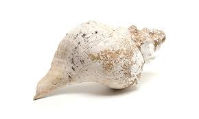 Check spelling or type a new query. Call Of The Sea Shell Instruments From Western Mexico Easyblog Bowers Museum