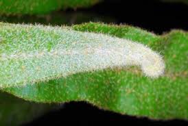 Image result for Elaphoglossum lancifolium
