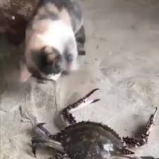 When i see a cat, i say woof, woof i am ….(dog). Video Memes Rk7gharg6 By Elevated 1 4k Comments Ifunny